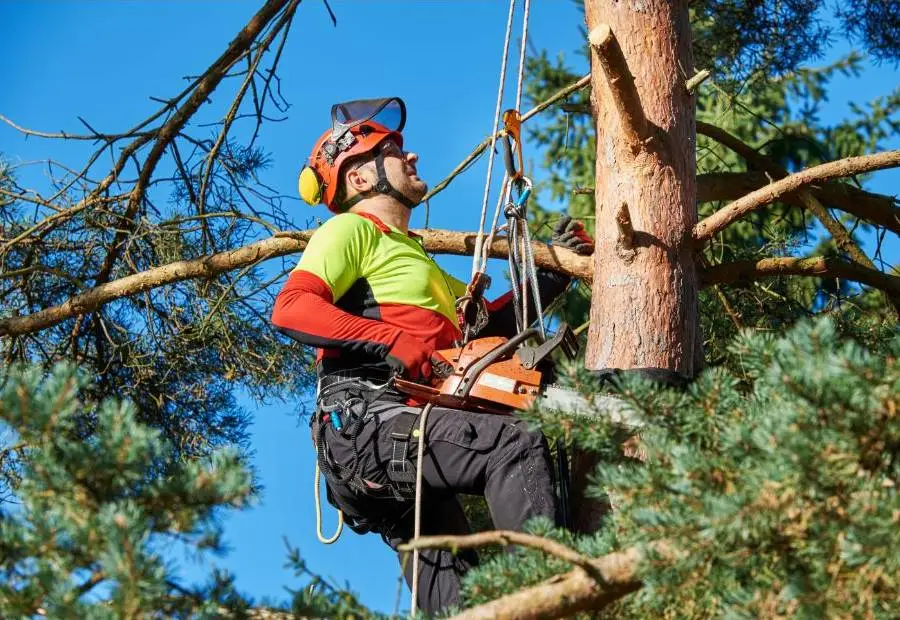 Puude hooldus ja ohtlike puude langetamine